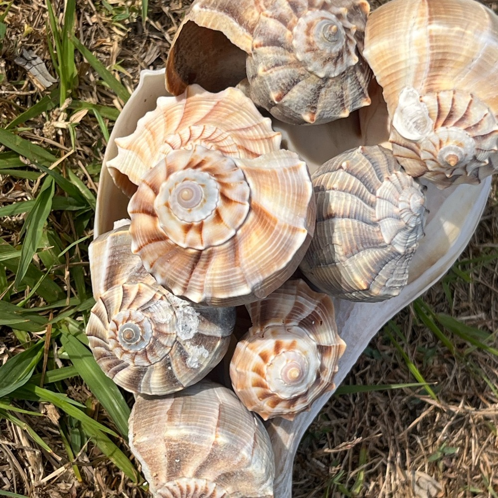 Natural Seashell Collection, set of 5 Florida lightning whelk shells 3”-12” - Picture 7 of 7